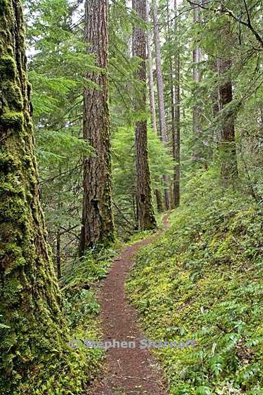 oldgrowth breitenbush 3507b graphic